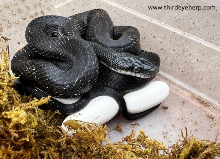 Black Rat Snake